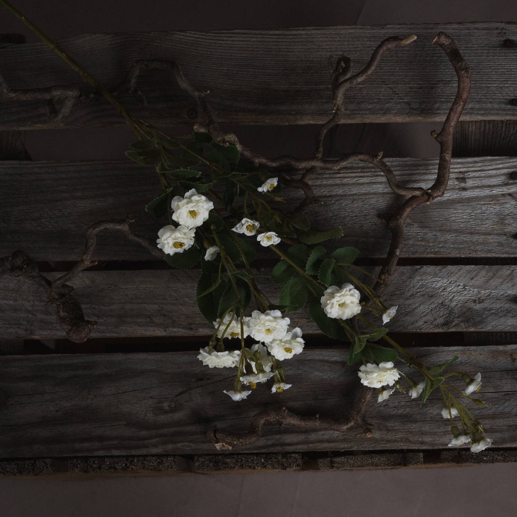 Single Stem, White Wild Meadow Rose