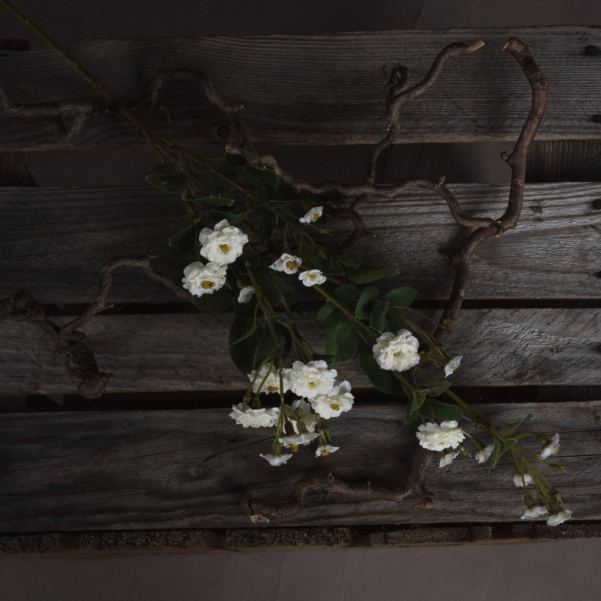 Single Stem, White Wild Meadow Rose