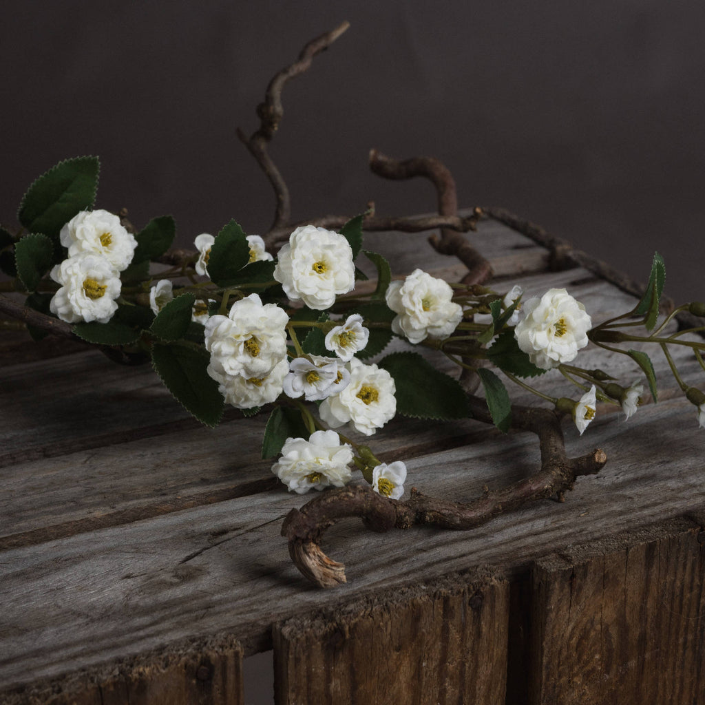 Single Stem, White Wild Meadow Rose