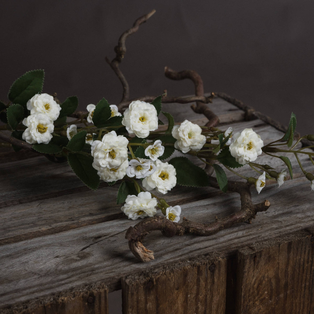 Single Stem, White Wild Meadow Rose