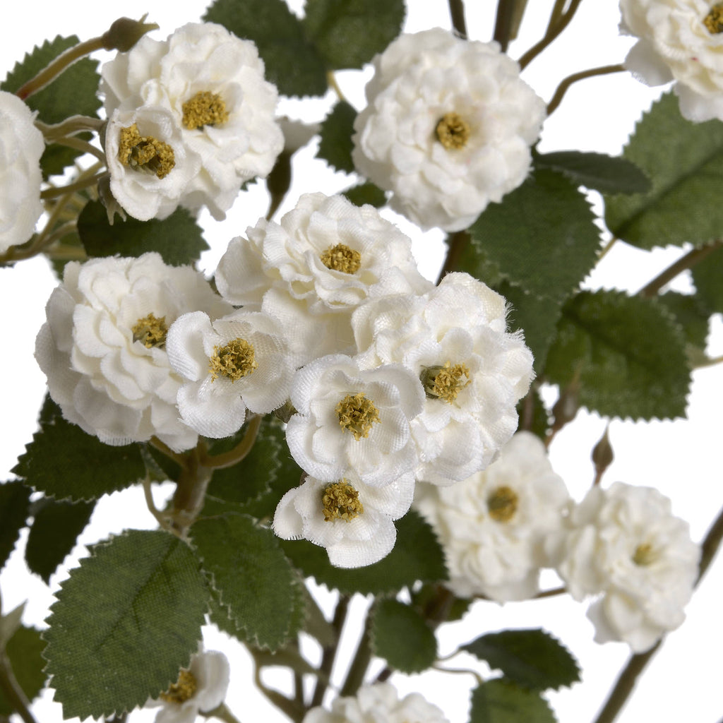 Single Stem, White Wild Meadow Rose