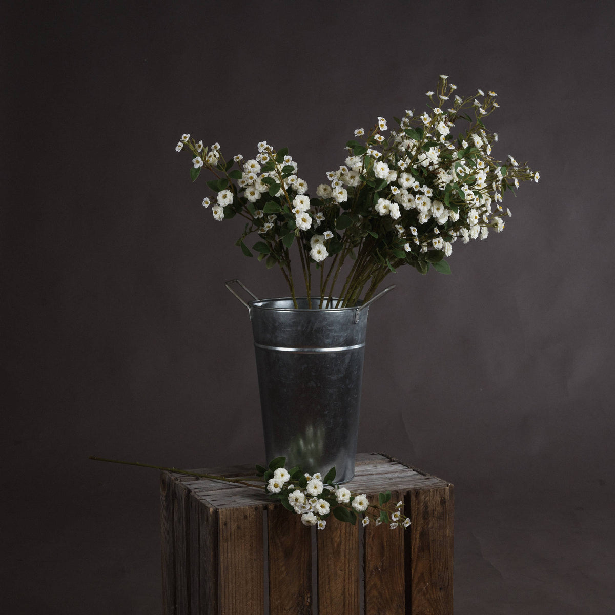 Single Stem, White Wild Meadow Rose