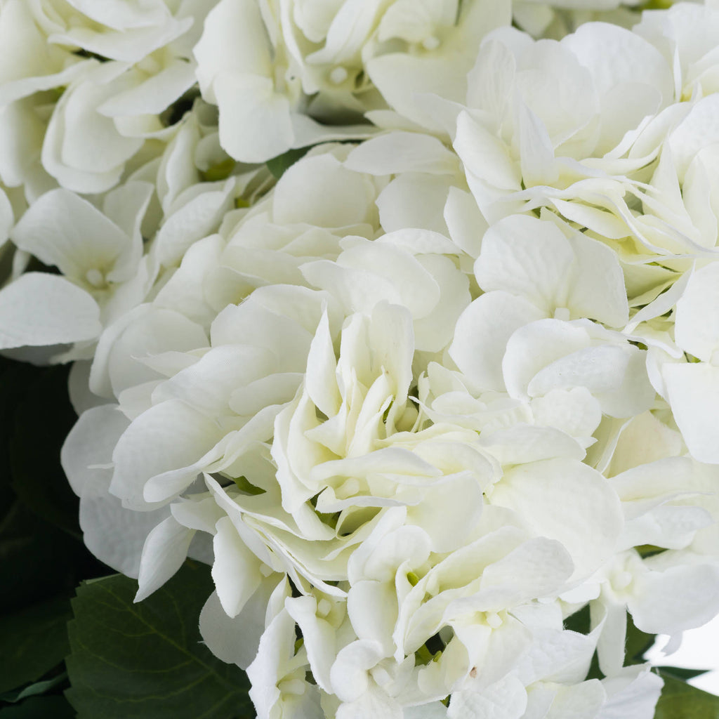 Single Stem, White Hydrangea Bouquet
