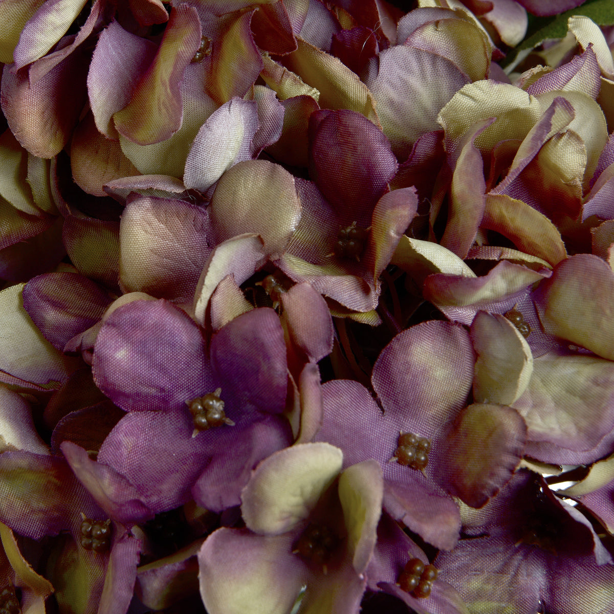 Single Stem, Autumn Burgundy Hydrangea