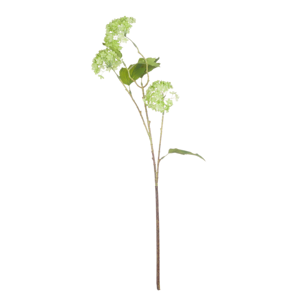 Green Viburnum Spray - Single Stem