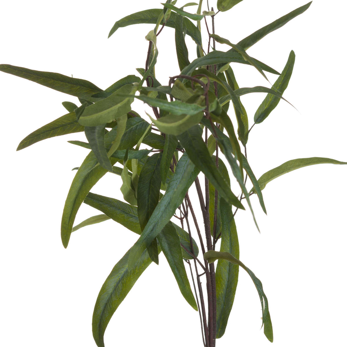 Single Stem, Eucalyptus Nicholii Spray