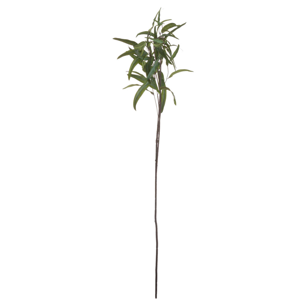 Single Stem, Eucalyptus Nicholii Spray