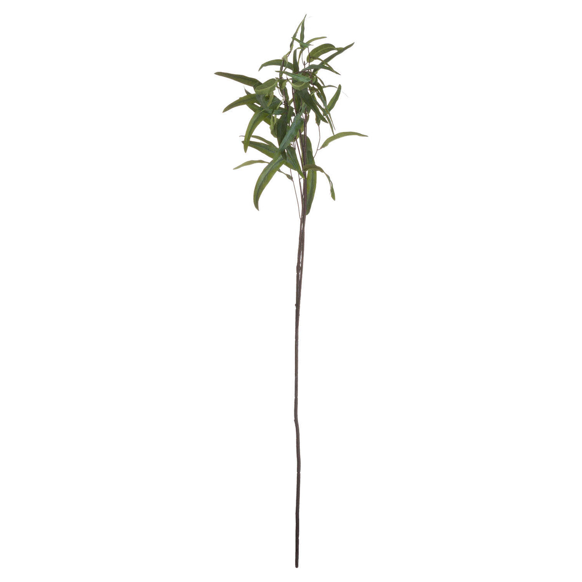 Single Stem, Eucalyptus Nicholii Spray