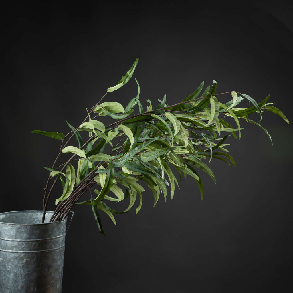 Single Stem, Eucalyptus Nicholii Spray