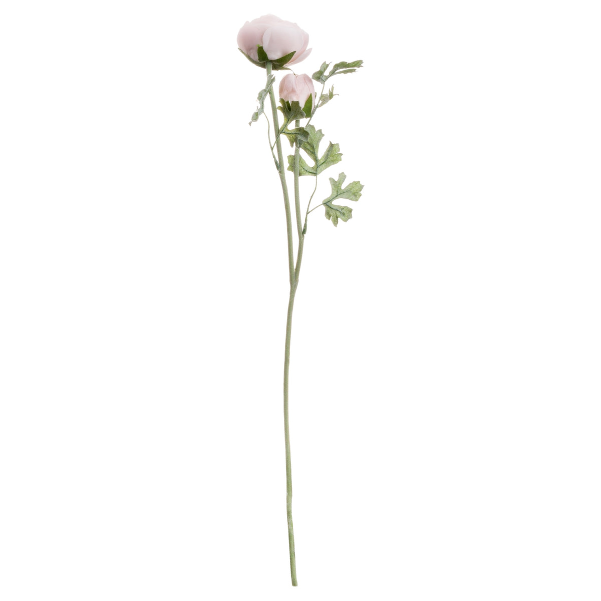 Single Stem, Pastel Pink Ranunculus