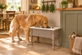 Elevated wooden pet feeding station in a warm family Shaker kitchen with a golden retriever